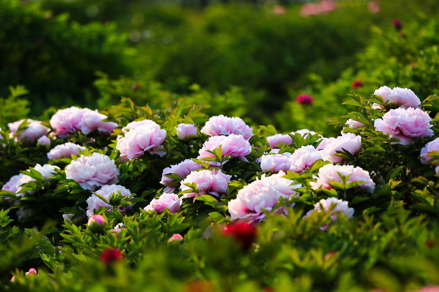 花開時節(jié)動校園